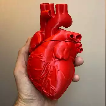 Anatomical Larger Than Life Human Heart Model