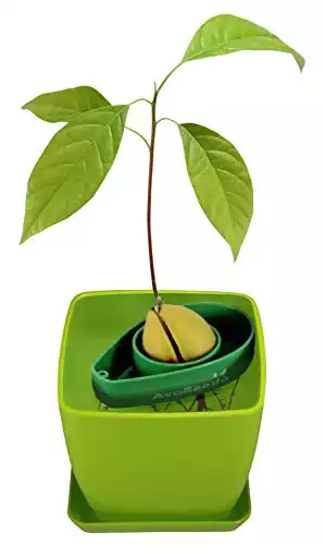 AvoSeedo Bowl Set Grow Your Own Avocado Tree