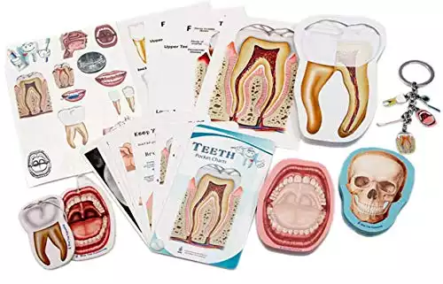 Dentist and Dental Hygienist 11 Piece Gift Box