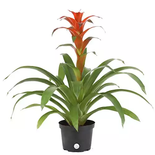 Costa Farms Live Bromeliad Indoor Tabletop Plant in 6-Inch Grower's Pot, Grower's Choice - Red, Pink, Orange, Yellow