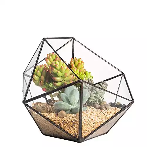 Geometric Glass Terrarium for Succulents