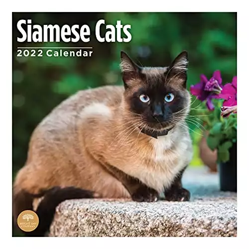 2022 Siamese Cats Monthly Wall Calendar by Bright Day