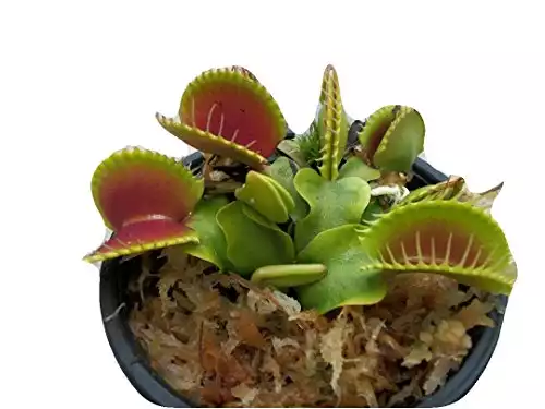 Medium Sized B52 Giant Venus Flytrap