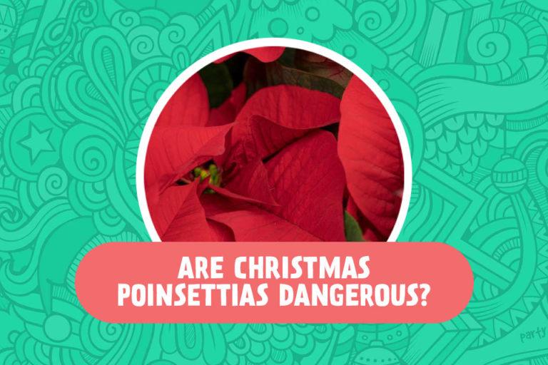 Are Poinsettias Really Dangerous?￼
